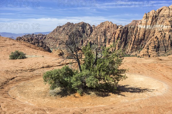 Shrub growing in the middle of a dried up pond