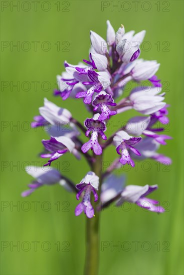 Military Orchid (Orchis militaris)