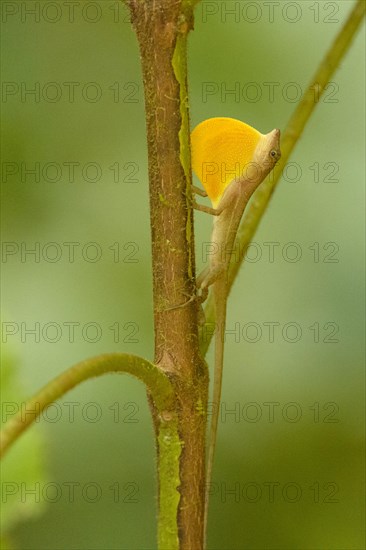 Anoles Lizard (Anolis) showing dewlap