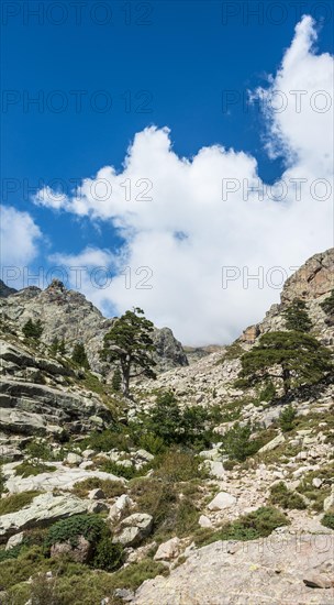 Trees on a rocky hillside in Golo Valley