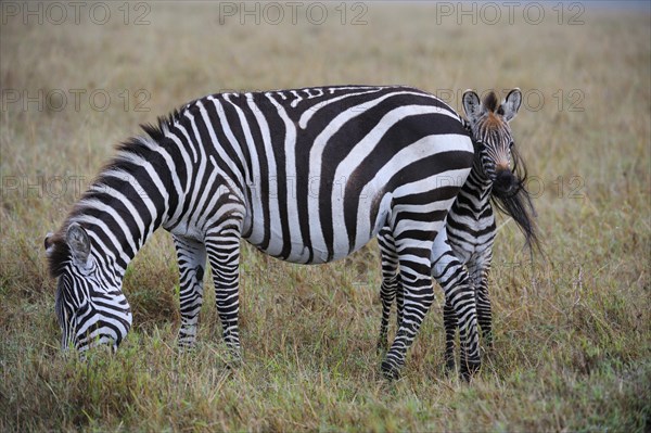 Plains Zebras (Equus guagga)