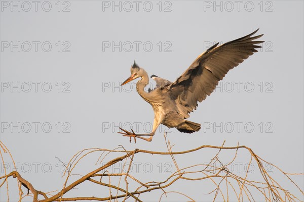 Young grey heron (Ardea cinerea) approaching tree