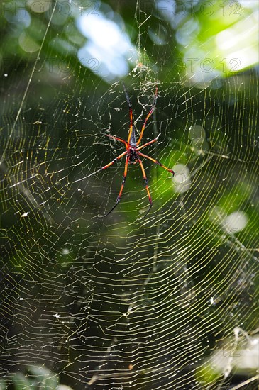 Red-legged golden orb-web spider (Nephila inaurata)