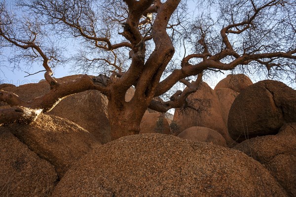 Blue-leaved corkwood (Commiphora glaucescens)