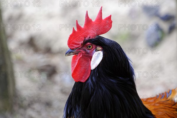 Domestic chicken (Gallus domesticus)