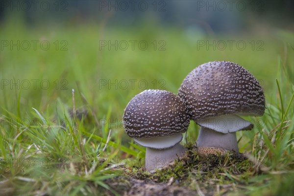 Blusher (Amanita rubescens)