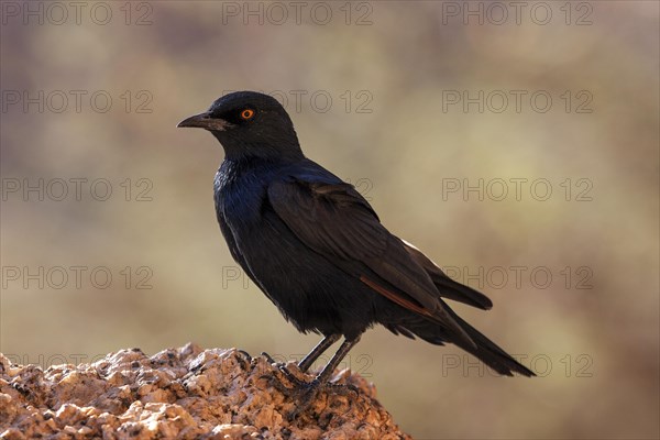 Pale-winged starling (Onychognathus nabouroup)