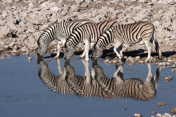 Burchell's Zebras (Equus burchellii) drinking at the Okaukuejo waterhole