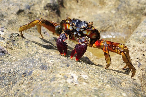 Spider crab (Neosarmatium meinerti) on a rock