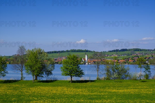 Dandelion meadow in spring