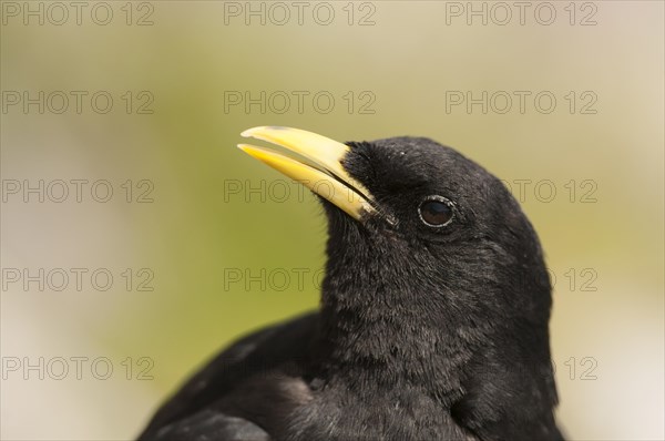 Alpine Chough (Pyrrhocorax graculus)