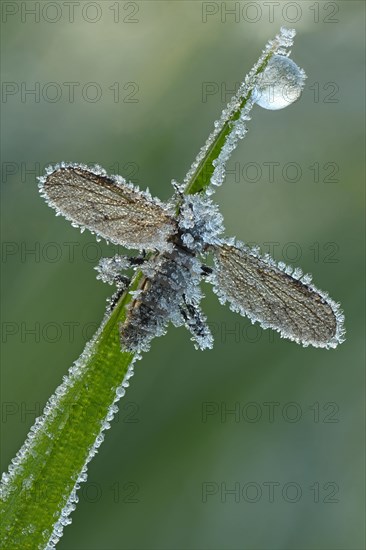 March Fly or St Mark's Fly (Bibio)