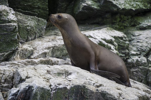 South American sea lion (Otaria flavescens)