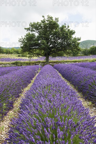 Lavender field