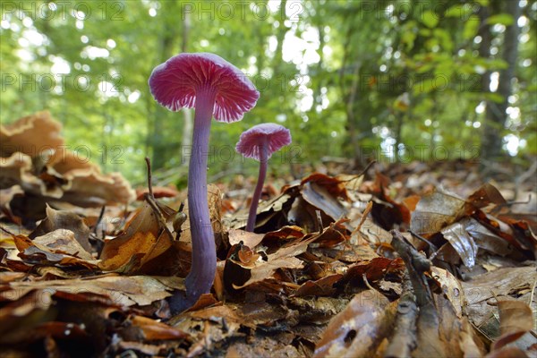 Amethyst Deceiver (Laccaria amethystea)