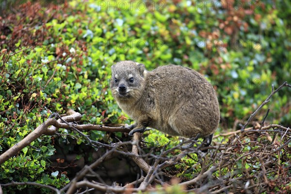 Rock Hyrax (Procavia capensis)