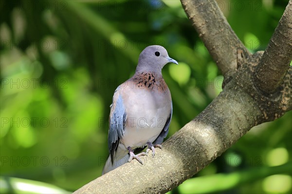 Laughing Dove (Streptopelia senegalensis)