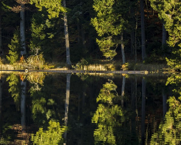 Grosser Arbersee lake