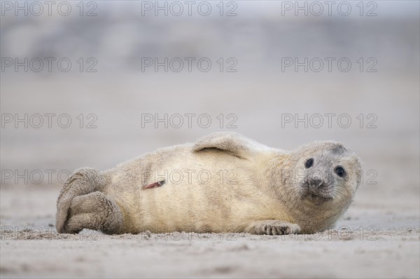 Grey seal (Halichoerus grypus)