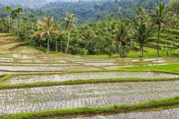 Rice terraces on the slope of the Kawah Ijen