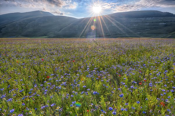 Blooming meadow