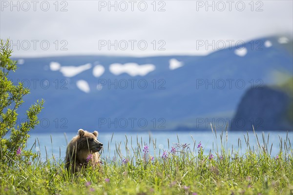 Brown bear (Ursus arctos)