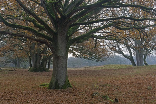 Old wood pasture (Quercus robur)