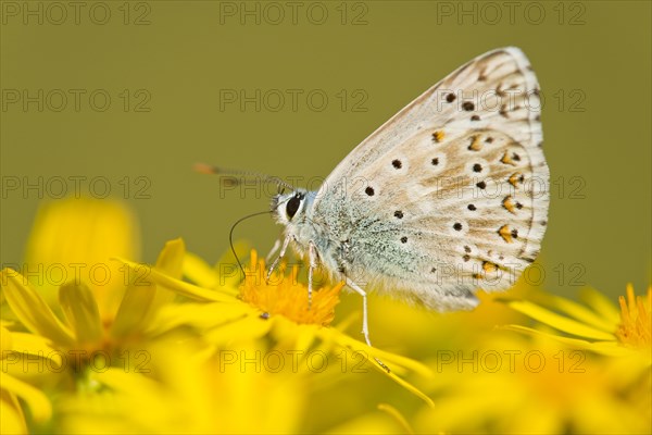 Adonis Blue (Polyommatus bellargus syn Lysandra bellargus)