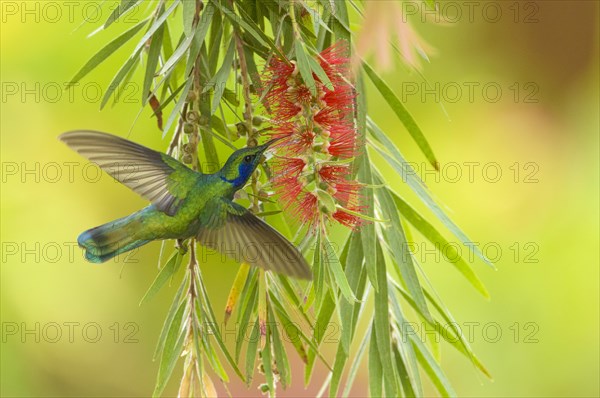 Green Violetear (Colibri thalassinus)