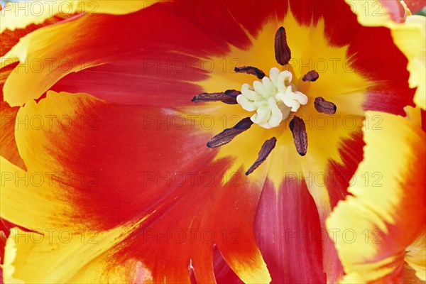 Parrot Tulip (Tulipa)