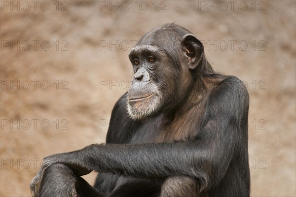 Western Chimpanzee or West African Chimpanzee (Pan troglodytes verus)