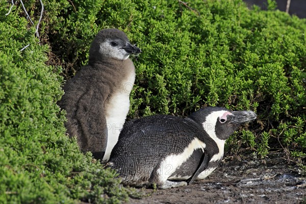 Jackass Penguins or African Penguins (Spheniscus demersus)