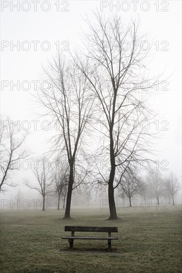 Bare trees and a park bench with fog