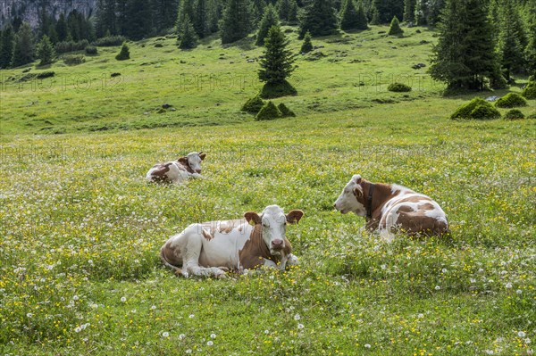 Domestic cattle lying in the grass