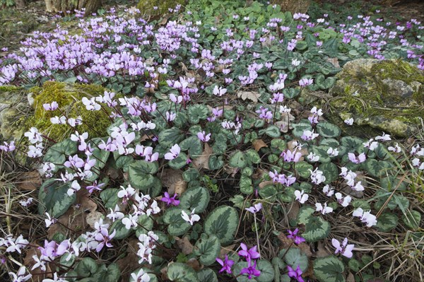 Eastern Cyclamen (Cyclamen coum)