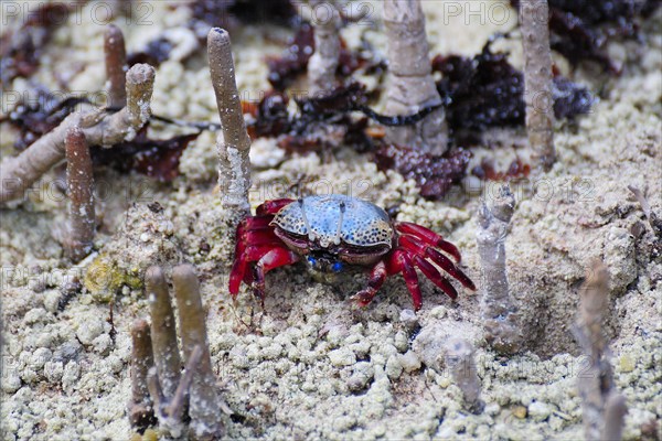 Fiddler Crab (Uca tetragonon) without fully grown claws