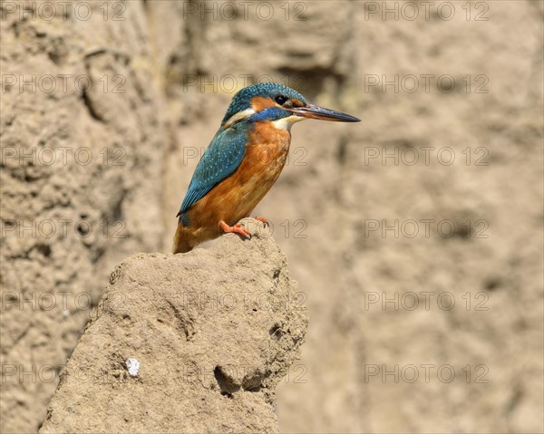 Kingfisher (Alcedo atthis)