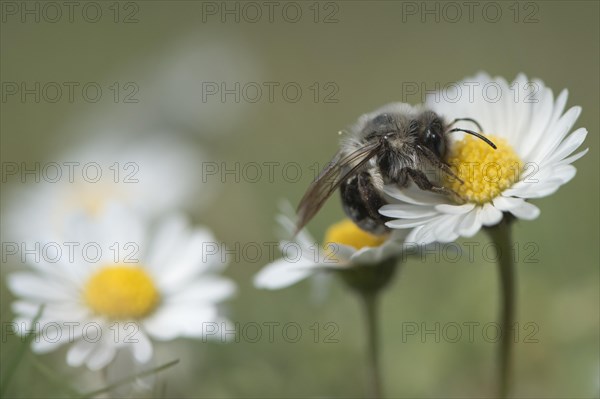 Ashy mining bee (Andrena cineraria)