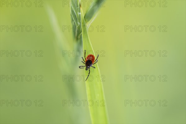 Female tick