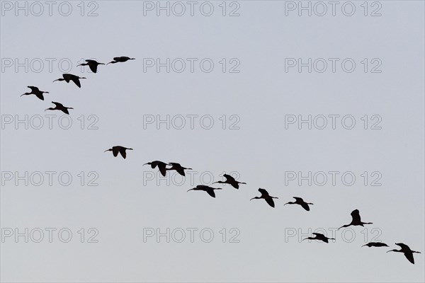 Glossy ibis (Plegadis falcinellus)