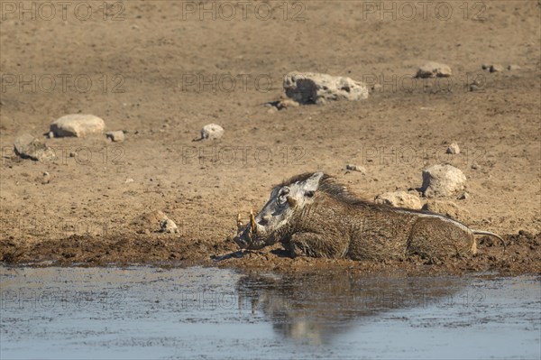 Common Warthog (Phacochoerus africanus) rolling in mud at a waterhole