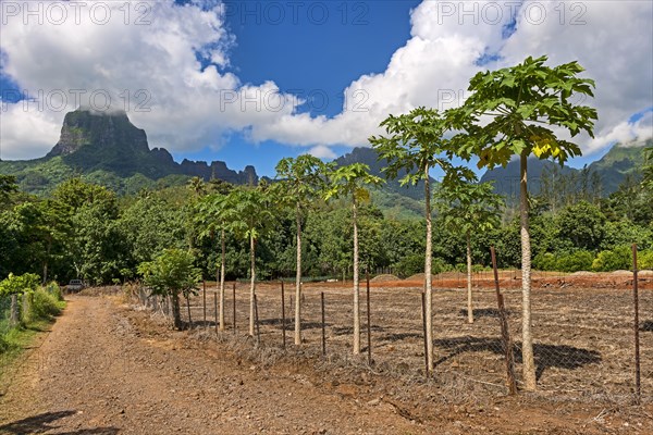 Papaya plantation
