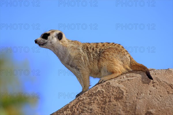 Meerkat (Suricata suricatta)