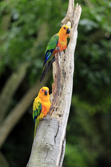 Sun Parakeets (Aratinga solstitialis jandaya)