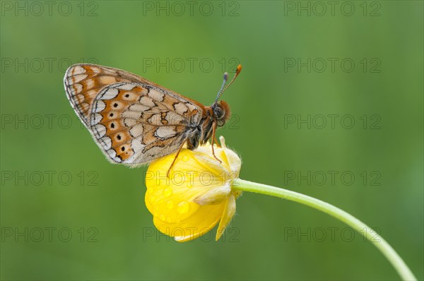 Marsh Fritillary (Euphydryas aurinia)