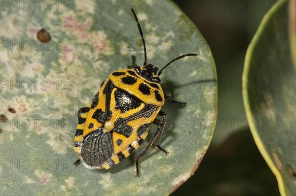 Red Cabbage Bug (Eurydema ornata)