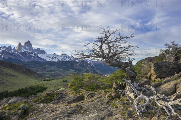 Dead tree