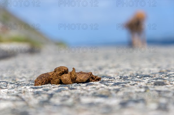 Dog feces on a footpath with dog behind