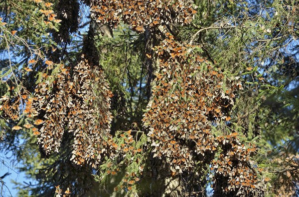 Monarch butterfly (Danaus plexippus)