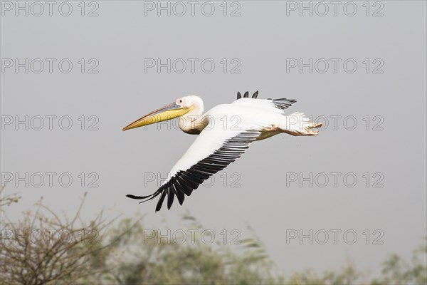 Great White Pelican (Pelecanus onocrotalus) in flight